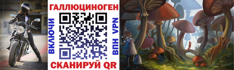 Купить где  Ельня  Псилоцибиновые грибы Psilocybe 